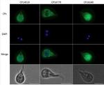 Mouse IgG (H+L) Highly Cross-Adsorbed Secondary Antibody in Immunocytochemistry (ICC/IF)