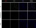 Rat IgG (H+L) Cross-Adsorbed Secondary Antibody in Immunohistochemistry (Frozen) (IHC (F))