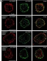 Mouse IgG (H+L) Cross-Adsorbed Secondary Antibody in Immunocytochemistry (ICC/IF)