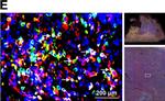 Mouse IgG (H+L) Highly Cross-Adsorbed Secondary Antibody in Immunohistochemistry (Paraffin) (IHC (P))