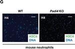 Rabbit IgG (H+L) Cross-Adsorbed Secondary Antibody in Immunocytochemistry (ICC/IF)