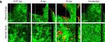 Mouse IgG (H+L) Highly Cross-Adsorbed Secondary Antibody in Immunohistochemistry (Frozen) (IHC (F))