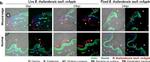 Mouse IgG (H+L) Highly Cross-Adsorbed Secondary Antibody in Immunohistochemistry (Frozen) (IHC (F))