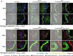 Mouse IgG (H+L) Highly Cross-Adsorbed Secondary Antibody in Immunohistochemistry (Frozen) (IHC (F))