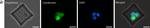 Rabbit IgG (H+L) Cross-Adsorbed Secondary Antibody in Immunocytochemistry (ICC/IF)