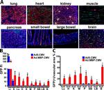 Endomucin Antibody in Immunohistochemistry (IHC)