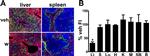 Endomucin Antibody in Immunohistochemistry (Frozen) (IHC (F))