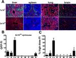 Endomucin Antibody in Immunohistochemistry (IHC)