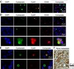 Mouse IgG (H+L) Cross-Adsorbed Secondary Antibody in Immunocytochemistry (ICC/IF)