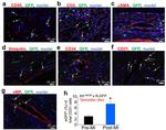 CD31 (PECAM-1) Antibody in Flow Cytometry (Flow)