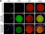 Rabbit IgG (H+L) Highly Cross-Adsorbed Secondary Antibody in Immunocytochemistry (ICC/IF)