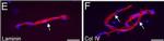 Rabbit IgG (H+L) Cross-Adsorbed Secondary Antibody in Immunohistochemistry (Paraffin) (IHC (P))