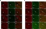 Chicken IgY (H+L) Secondary Antibody in Immunohistochemistry (IHC)