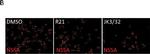 Sheep IgG (H+L) Cross-Adsorbed Secondary Antibody in Immunocytochemistry (ICC/IF)