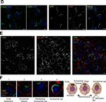 Mouse IgG (H+L) Cross-Adsorbed Secondary Antibody in Immunocytochemistry (ICC/IF)