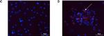 Mouse IgG (H+L) Cross-Adsorbed Secondary Antibody in Immunocytochemistry (ICC/IF)