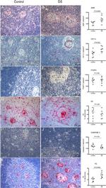 FOXP3 Antibody in Immunohistochemistry, Immunohistochemistry (Paraffin) (IHC, IHC (P))