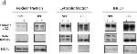 Mouse IgG (H+L) Cross-Adsorbed Secondary Antibody in Western Blot (WB)