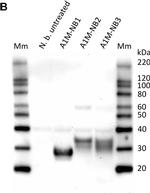 Rabbit IgG (H+L) Secondary Antibody in Western Blot (WB)