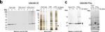 Rabbit IgG (H+L) Secondary Antibody in Western Blot (WB)