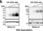 Rabbit IgG (H+L) Secondary Antibody in Western Blot (WB)