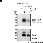 Rabbit IgG (H+L) Secondary Antibody in Western Blot (WB)