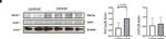 Rabbit IgG (H+L) Secondary Antibody in Western Blot (WB)