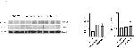 Rabbit IgG (H+L) Secondary Antibody in Western Blot (WB)