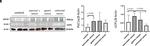 Rabbit IgG (H+L) Secondary Antibody in Western Blot (WB)