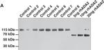 Rabbit IgG (H+L) Cross-Adsorbed Secondary Antibody in Western Blot (WB)