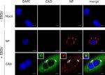 Rabbit IgG (H+L) Highly Cross-Adsorbed Secondary Antibody in Immunocytochemistry (ICC/IF)