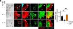 Mouse IgG (H+L) Highly Cross-Adsorbed Secondary Antibody in Immunocytochemistry (ICC/IF)