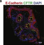 Mouse IgG (H+L) Highly Cross-Adsorbed Secondary Antibody in Immunohistochemistry (IHC)