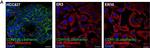 Mouse IgG (H+L) Highly Cross-Adsorbed Secondary Antibody in Immunocytochemistry (ICC/IF)