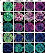 Mouse IgG (H+L) Highly Cross-Adsorbed Secondary Antibody in Immunocytochemistry (ICC/IF)