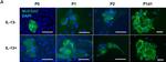 Rabbit IgG (H+L) Highly Cross-Adsorbed Secondary Antibody in Immunocytochemistry (ICC/IF)