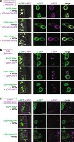 Mouse IgG (H+L) Highly Cross-Adsorbed Secondary Antibody in Immunohistochemistry (IHC)