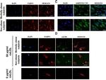 Mouse IgG (H+L) Highly Cross-Adsorbed Secondary Antibody in Immunocytochemistry (ICC/IF)