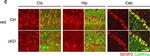 Rabbit IgG (H+L) Highly Cross-Adsorbed Secondary Antibody in Immunohistochemistry (PFA fixed) (IHC (PFA))