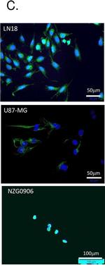 Mouse IgG (H+L) Highly Cross-Adsorbed Secondary Antibody in Immunocytochemistry (ICC/IF)