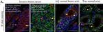 Mouse IgG (H+L) Highly Cross-Adsorbed Secondary Antibody in Immunohistochemistry (Paraffin) (IHC (P))