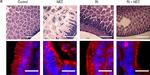 Mouse IgG (H+L) Highly Cross-Adsorbed Secondary Antibody in Immunocytochemistry (ICC/IF)