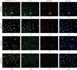 Mouse IgG (H+L) Highly Cross-Adsorbed Secondary Antibody in Immunocytochemistry (ICC/IF)