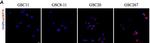 Mouse IgG (H+L) Highly Cross-Adsorbed Secondary Antibody in Immunocytochemistry (ICC/IF)