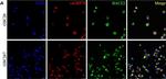 Rabbit IgG (H+L) Highly Cross-Adsorbed Secondary Antibody in Immunocytochemistry (ICC/IF)