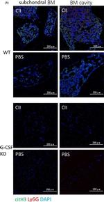 Rat IgG (H+L) Cross-Adsorbed Secondary Antibody in Immunohistochemistry (IHC)