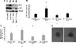 CD144 (VE-cadherin) Antibody in Flow Cytometry (Flow)