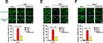 Rabbit IgG (H+L) Highly Cross-Adsorbed Secondary Antibody in Immunocytochemistry (ICC/IF)