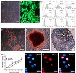 CD29 (Integrin beta 1) Antibody in Flow Cytometry (Flow)