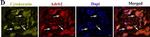 Mouse IgM (Heavy chain) Cross-Adsorbed Secondary Antibody in Immunohistochemistry (IHC)